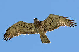 Short-toed Snake Eagle