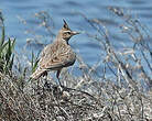Cochevis huppé