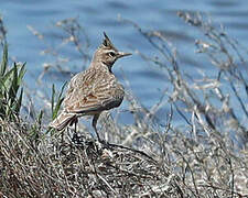 Crested Lark