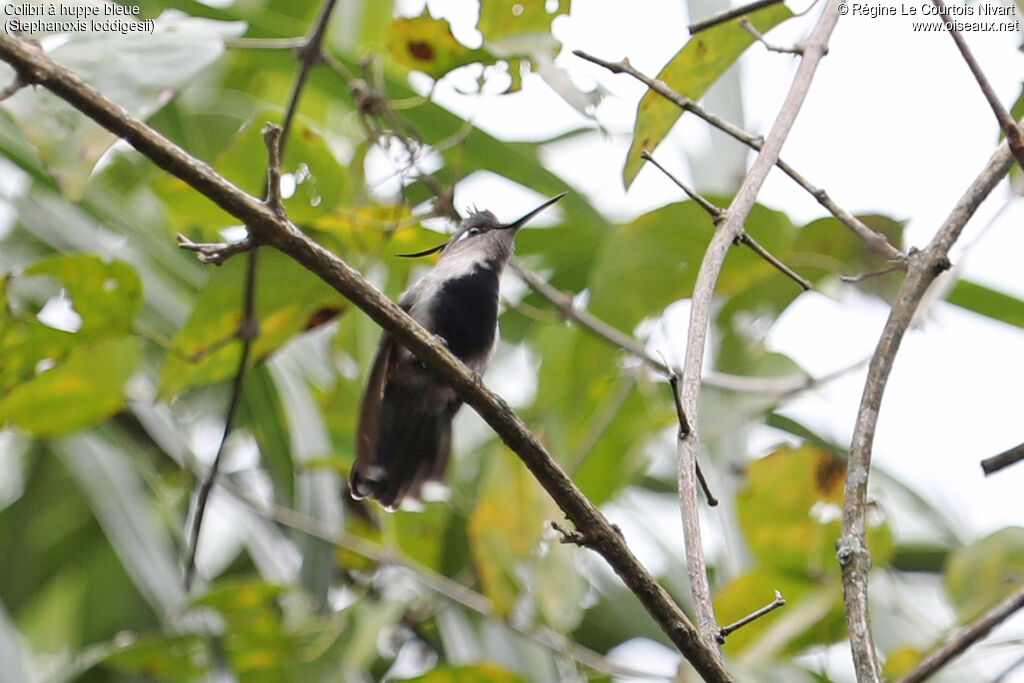 Colibri à huppe bleue