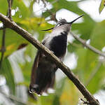 Colibri à huppe bleue