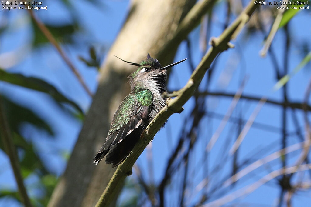 Purple-crowned Plovercrest