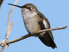 Colibri à queue large