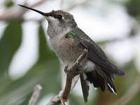 Colibri à queue large