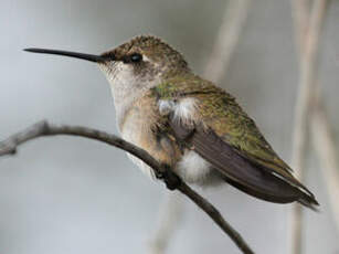 Colibri à queue large