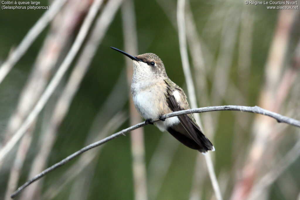 Broad-tailed Hummingbird