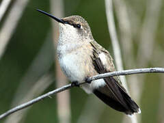 Broad-tailed Hummingbird