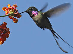 Peruvian Sheartail