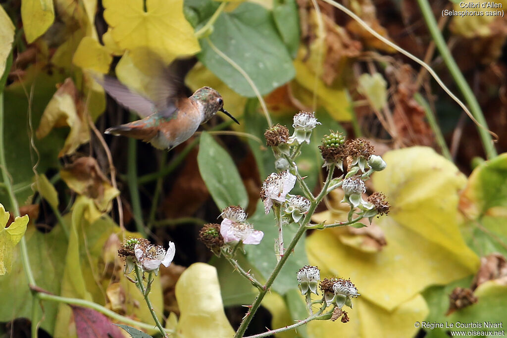 Allen's Hummingbird