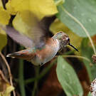Colibri d'Allen