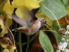 Allen's Hummingbird