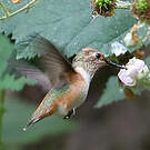 Colibri d'Allen
