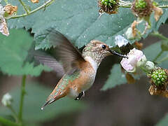 Allen's Hummingbird