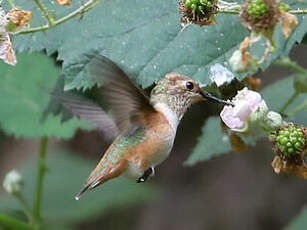 Colibri d'Allen