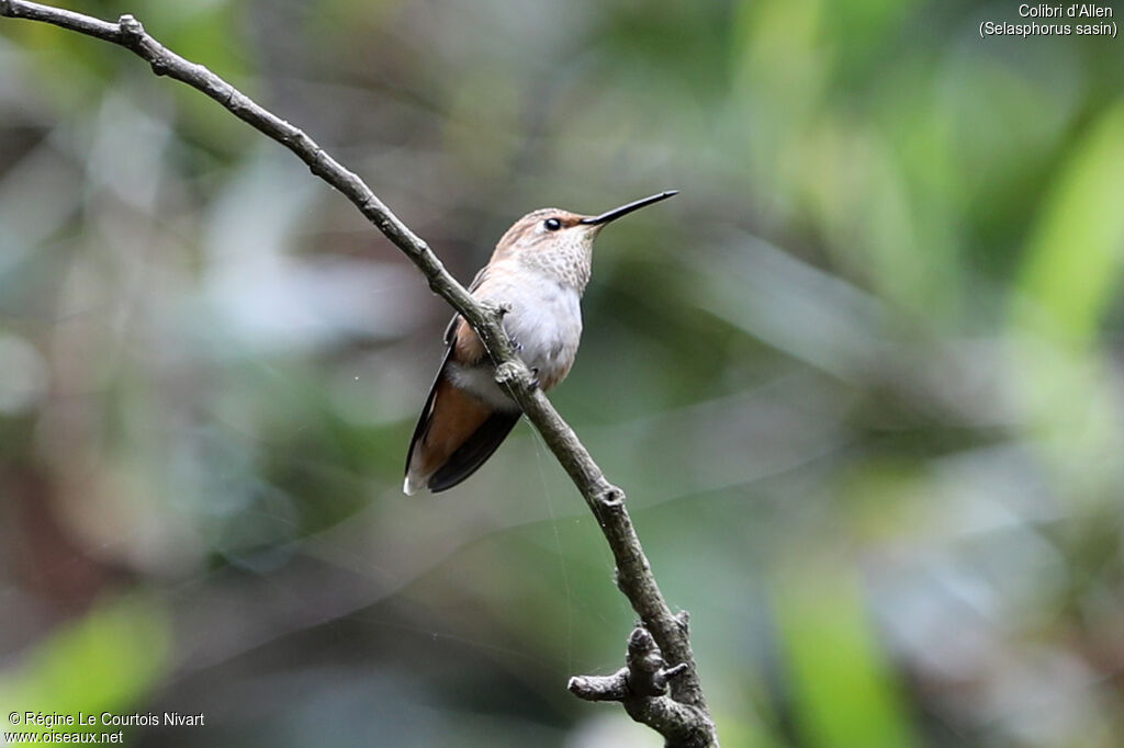 Colibri d'Allen