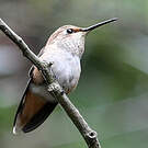 Colibri d'Allen