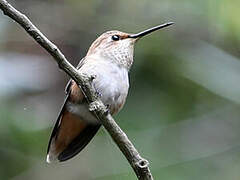 Allen's Hummingbird