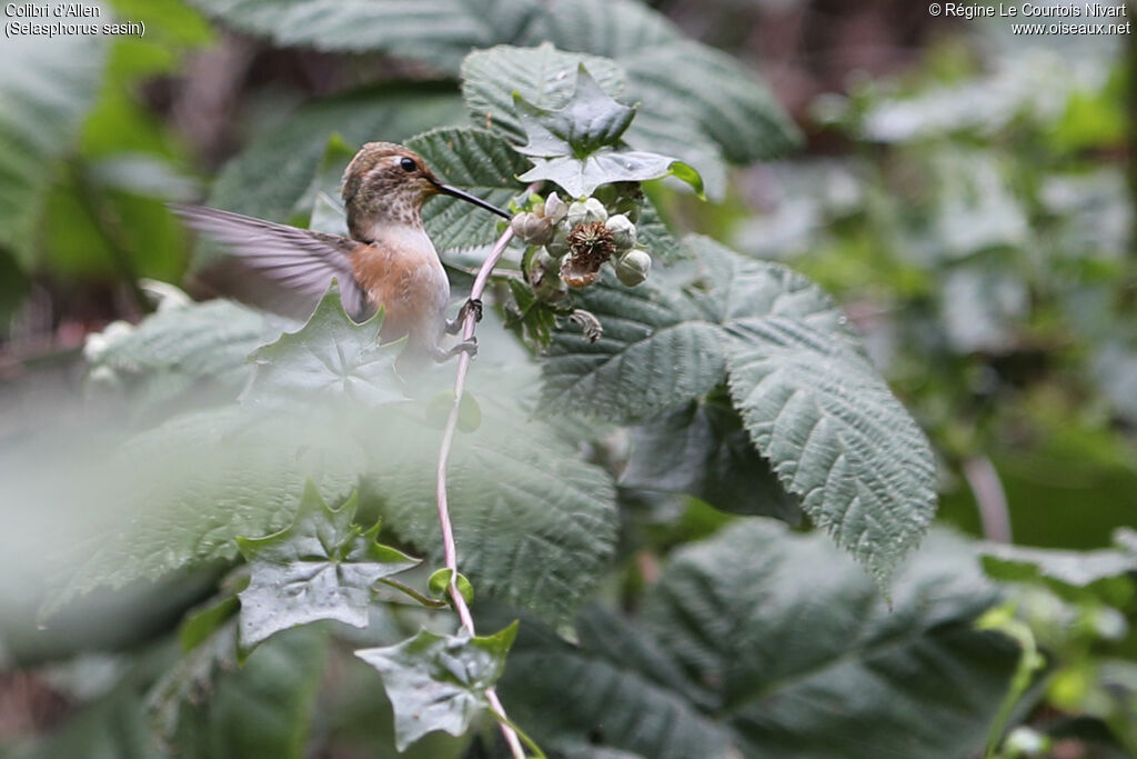 Colibri d'Allen