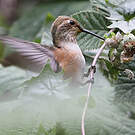 Colibri d'Allen