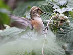 Allen's Hummingbird