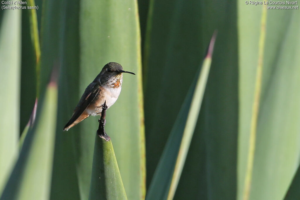 Colibri d'Allen