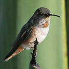 Colibri d'Allen