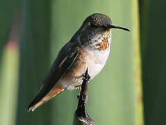 Allen's Hummingbird