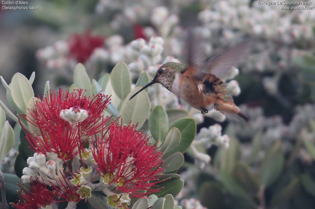 Colibri d'Allen