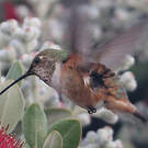Colibri d'Allen