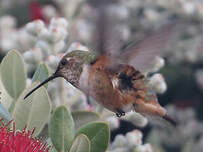 Colibri d'Allen