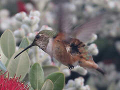 Allen's Hummingbird