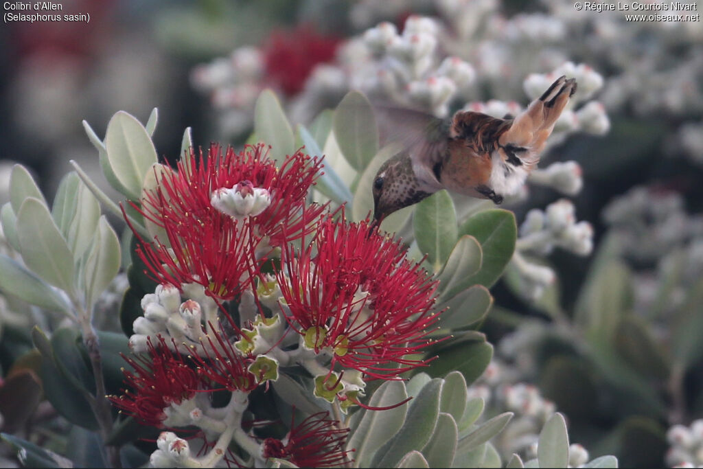 Colibri d'Allen