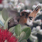 Colibri d'Allen