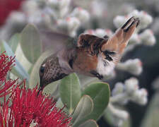 Allen's Hummingbird