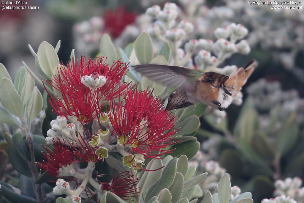 Allen's Hummingbird