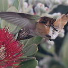 Colibri d'Allen