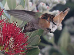 Allen's Hummingbird