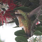 Colibri d'Allen