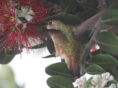 Allen's Hummingbird