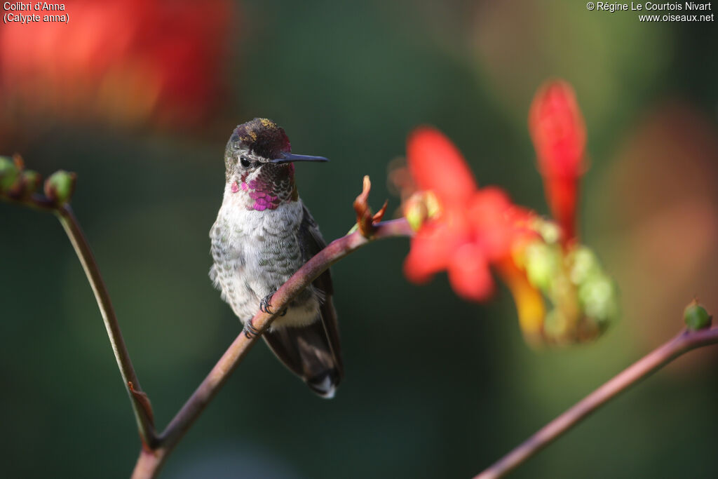 Anna's Hummingbird