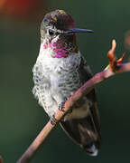 Anna's Hummingbird