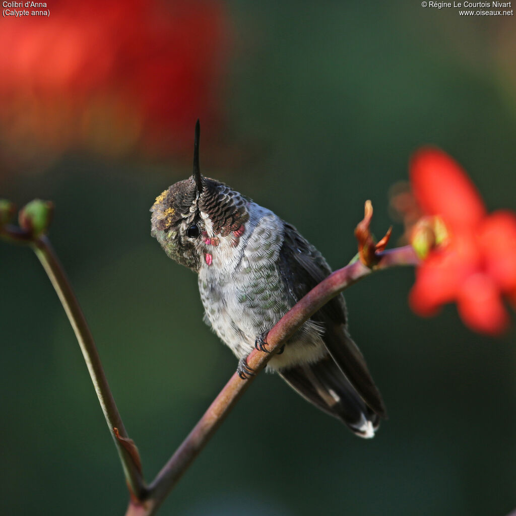 Anna's Hummingbird