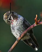 Anna's Hummingbird