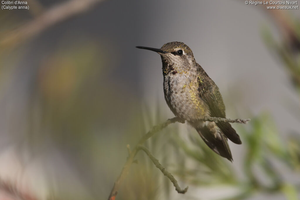 Anna's Hummingbird