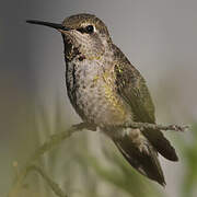 Anna's Hummingbird