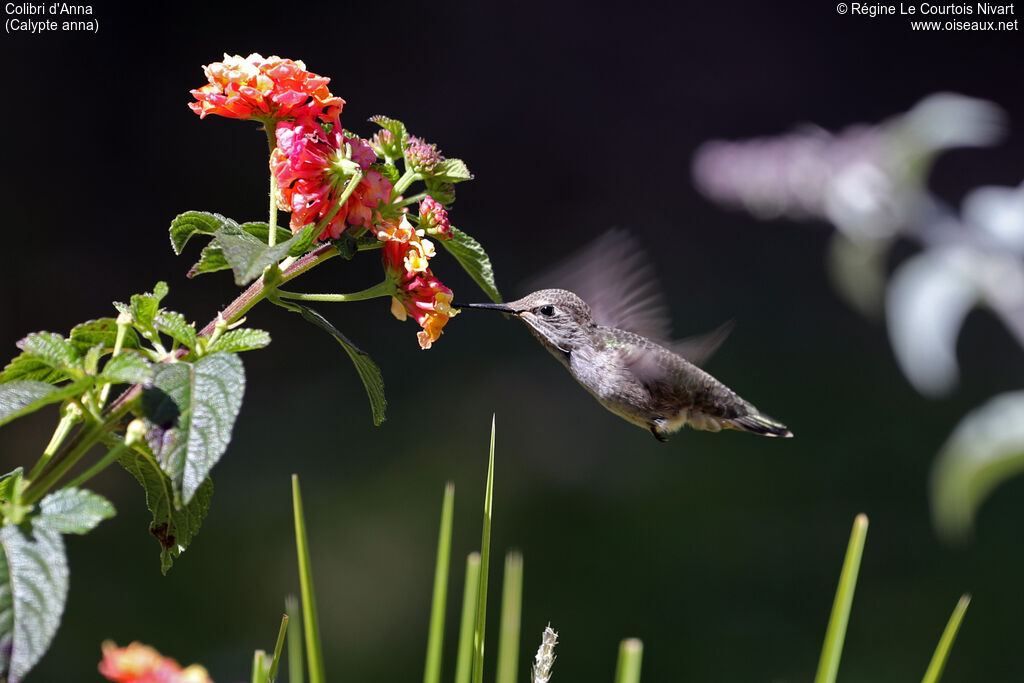 Anna's Hummingbird