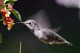 Anna's Hummingbird