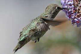 Anna's Hummingbird