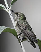 Anna's Hummingbird