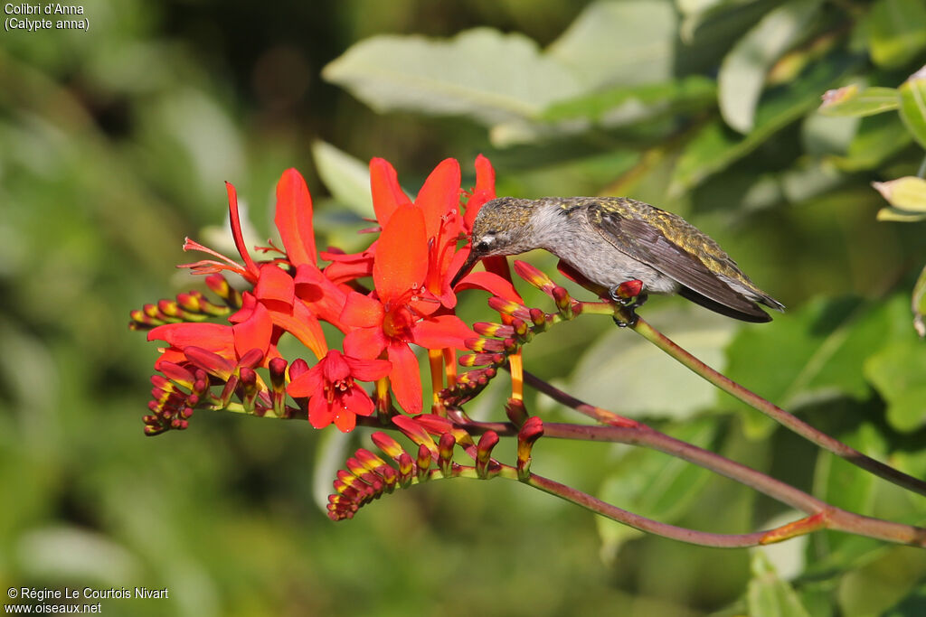 Colibri d'Anna